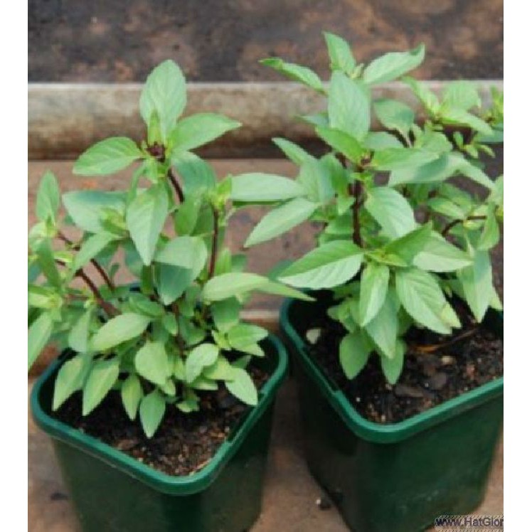 Hạt Giống Rau Húng Quế - 1 gói 2grram - STHG2