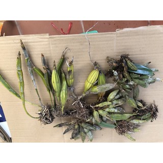 lan thanh lý 1kg hàng xuống lá nhiều loại (hoàng lạp,sóc,vảy rồng,kiều vuông, phi hac,điểm hồng...)