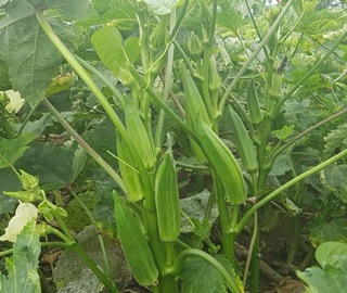Hạt giống đậu bắp - 10g