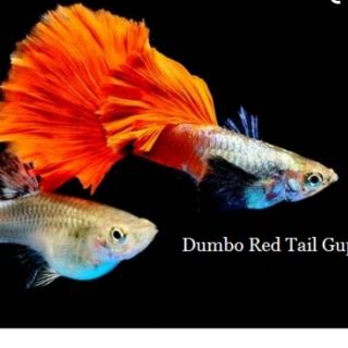 Cá guppy dumbo red tail thuần chủng ❤tặng thức ăn