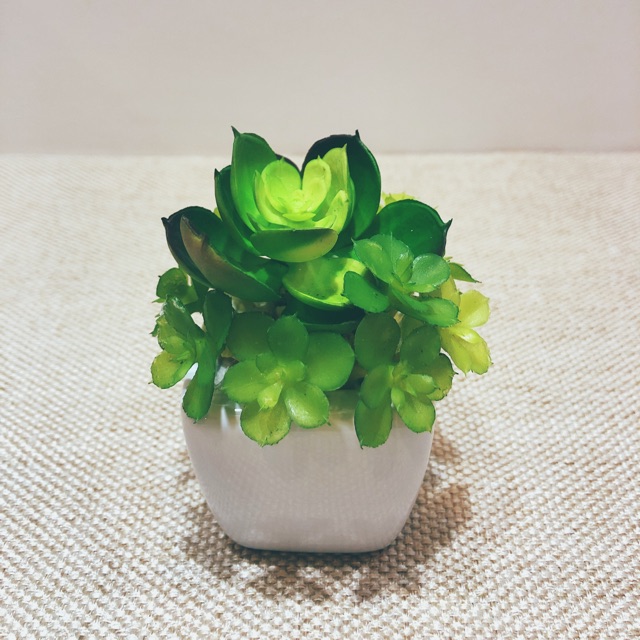 Cây giả-  Sen đá mini Silicol