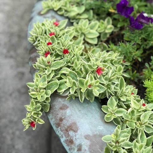 Chậu Cây BaBy Sun - cây kiểng lá có hoa đẹp - Heartleaf Iceplant -Trang Flower