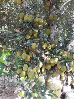 Cây giống mít Mã Lai siêu trái