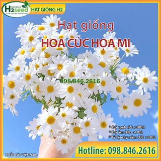 Gói 100 Hạt giống hoa cúc họa mi trắng, hạt hoa cúc chi trắng