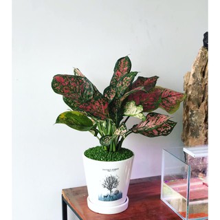 Cây Vạn Lộc Thường