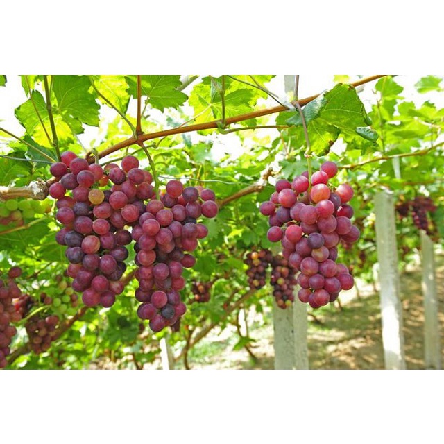 Hạt Giống Nho Leo Giàn F1 Loại Siêu Ngọt Dễ Trồng Dễ Chăm Sóc kháng sâu bệnh