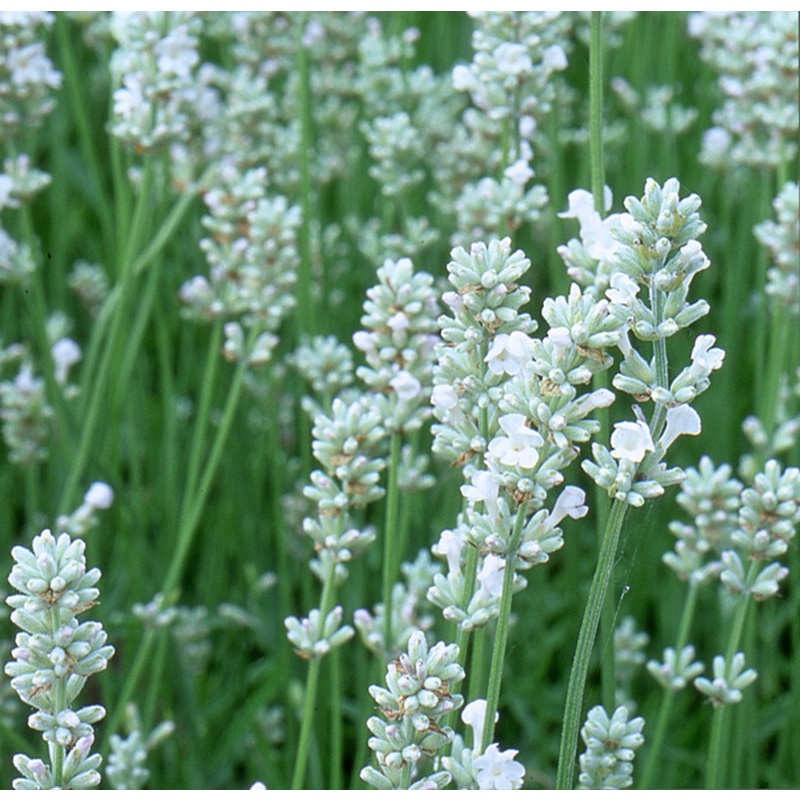 HẠT GIỐNG HOA OẢI HƯƠNG HOA LAVENDER