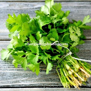 20gr - hạt giống rau ngò