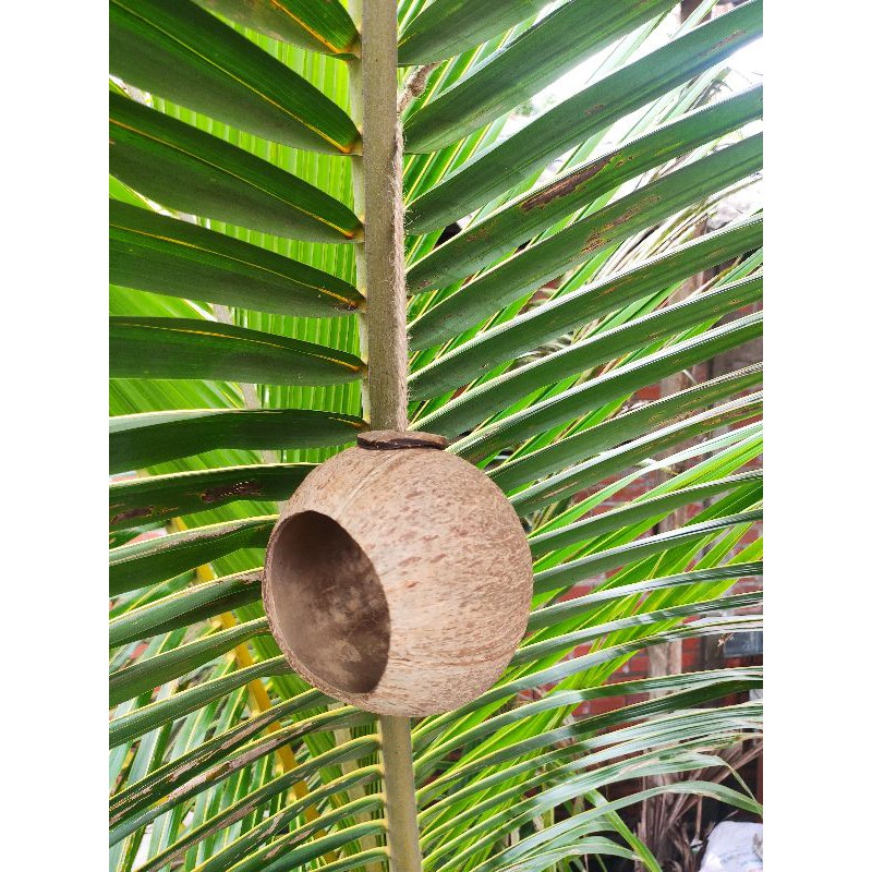 Tổ Chim Gáo Dừa Lớn