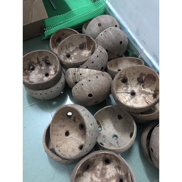 Gáo dừa cho Sóc ngủ cực đẹp