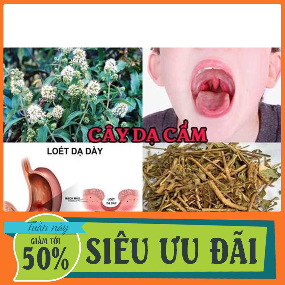 Cây dạ cẩm thượng hạng JINDO 1kg
