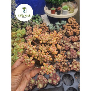 Sen đá sỏi cam gốc thụ