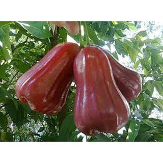 CÂY ROI MIỀN BẮC (cây mận)