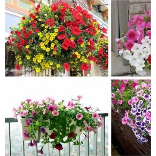 Hạt Giống Hoa Dạ Yến Thảo cánh đơn nhiều màu 50 hạt (TẶNG gói kích thích hạt nảy mầm)