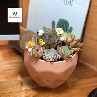 Chậu đáy kim cương gốm sứ trồng cây cảnh, cây phong thủy