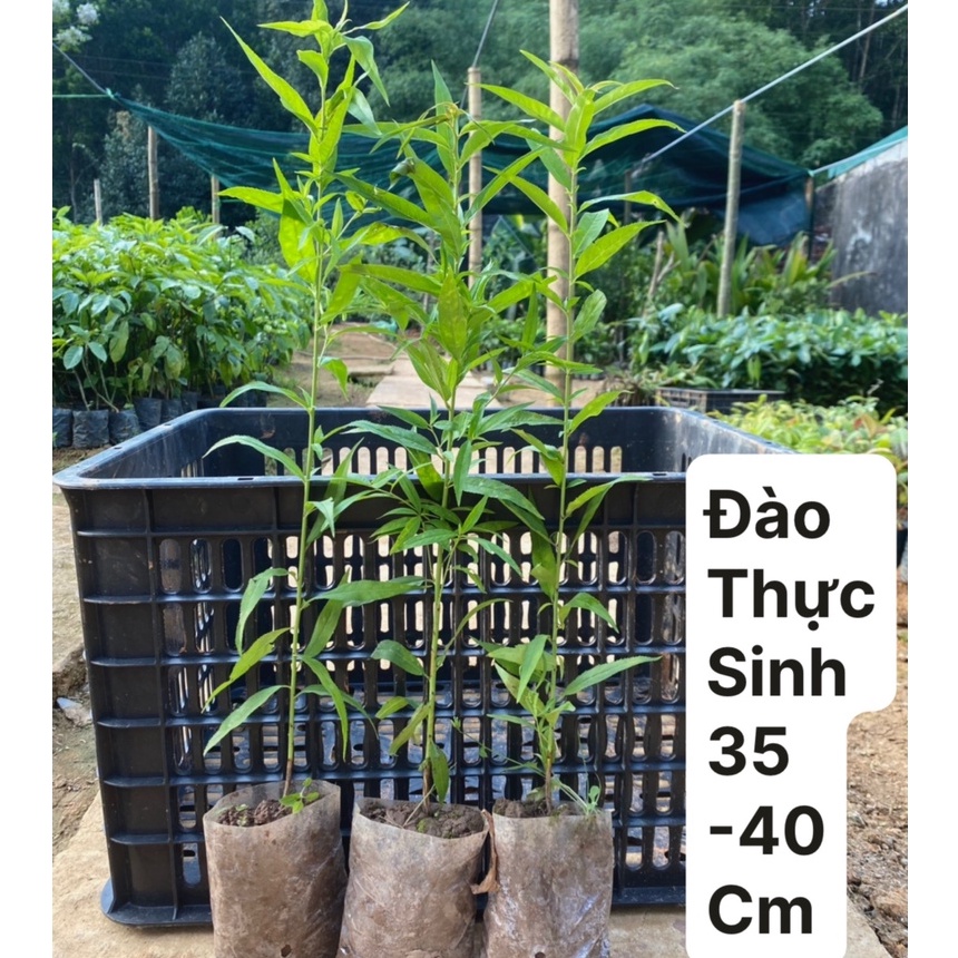 Giống đào thực sinh, đào bích, đào phai, Cao 35-40cm