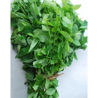 1gr - HẠT GIỐNG RAU NGÓT