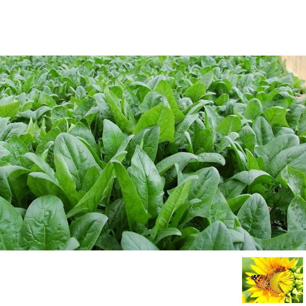 Hạt giống Cải Bó xôi 10g