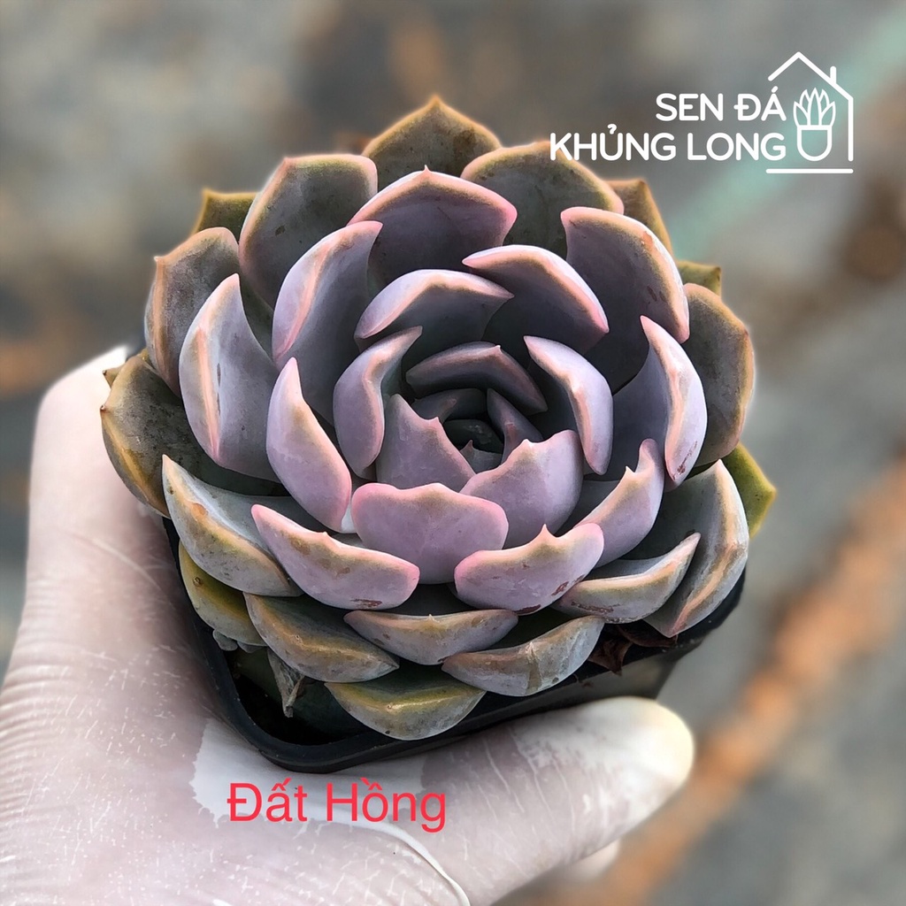 sen đá Đất Hồng - echeveria orion
