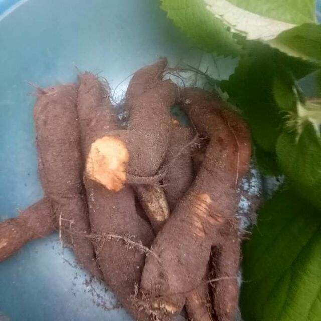 Củ gai tươi an thai hà nội 1kg tớ trong nội thanh