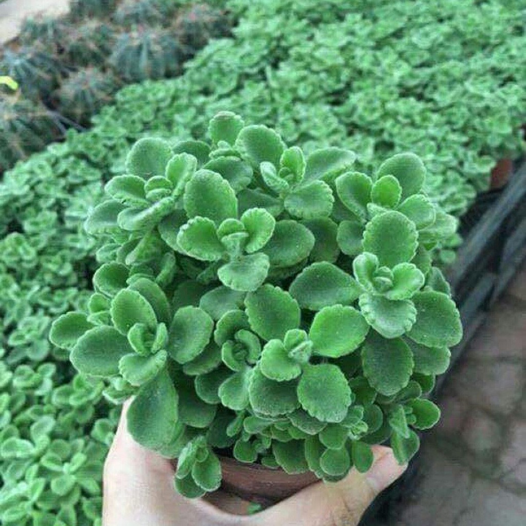 Sen Thơm - Chậu Cây Cảnh