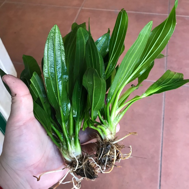 Cây lưỡi mèo thuỷ sinh