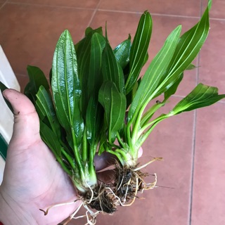 Cây lưỡi mèo thuỷ sinh