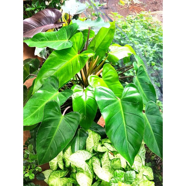 Cây trầu bà tỷ phú xanh và tím size vừa như hình 2