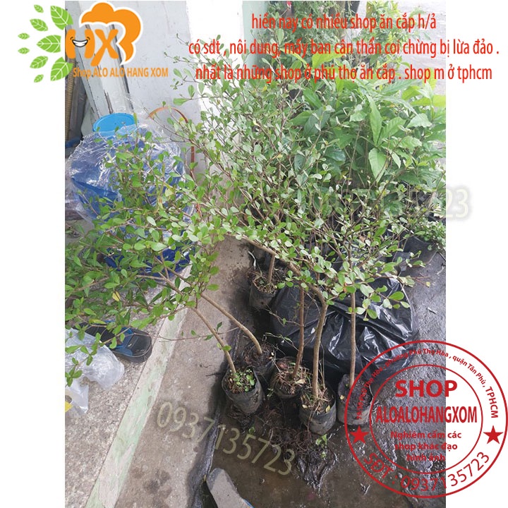 COMBO 3 CÂY BÀNG ĐÀI LOAN CAO TỪ 25-40 CM