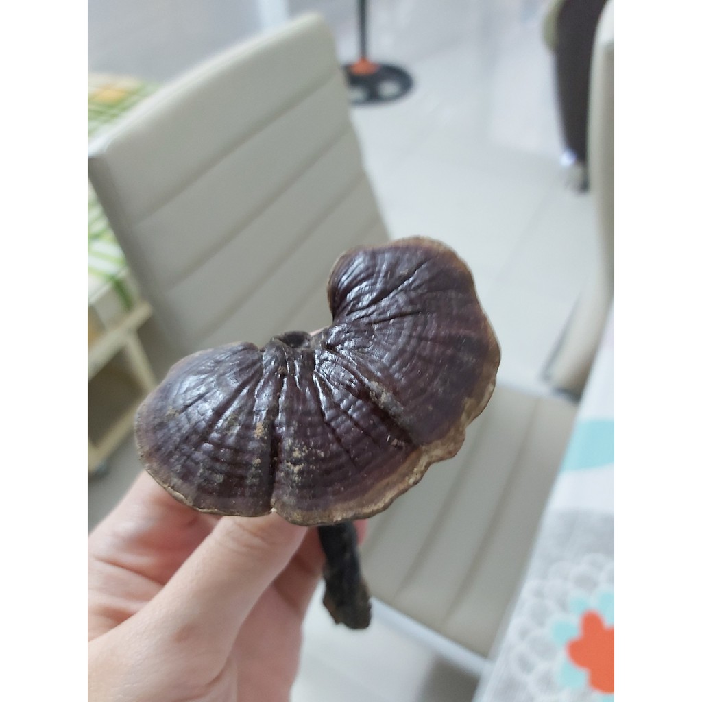 Nấm Lim Xanh - 100g cam kết  lấy trong rừng kontum | BigBuy360 - bigbuy360.vn