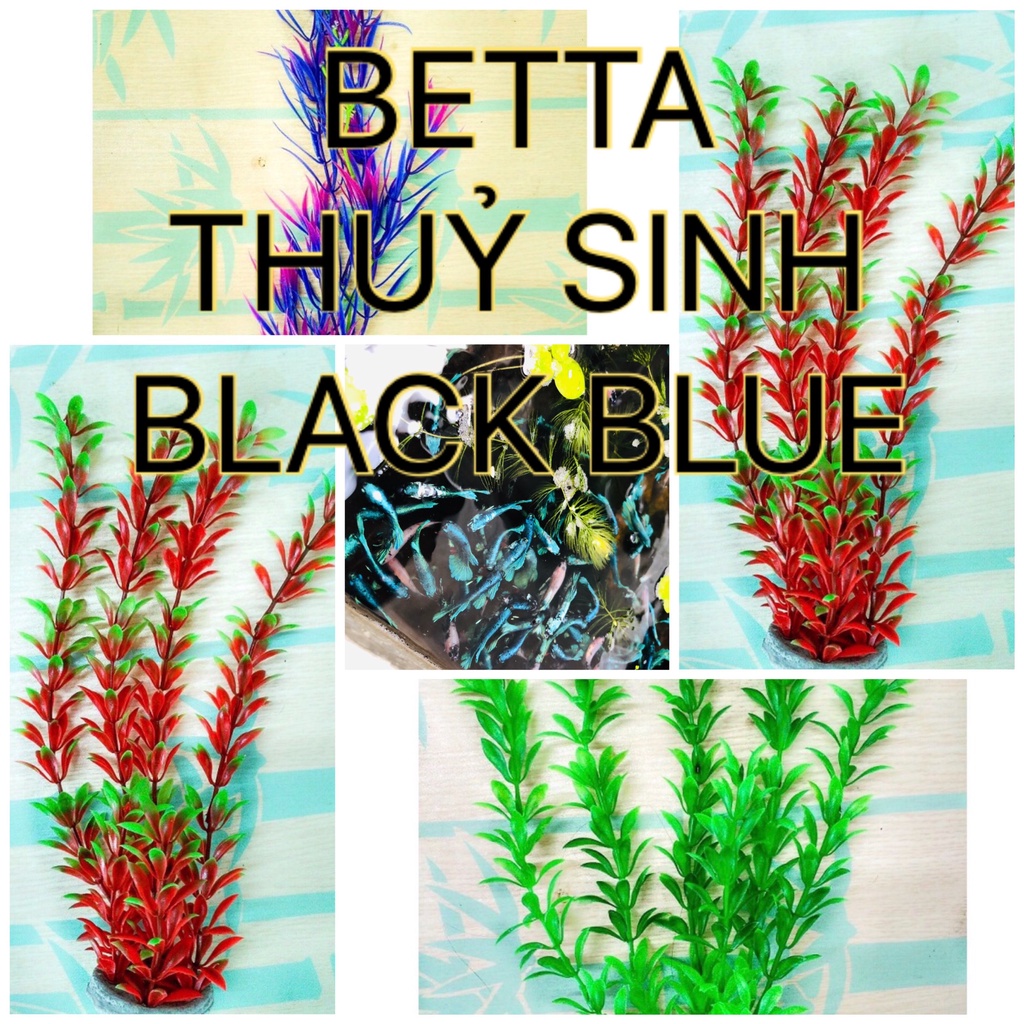 Cây betta thủy sinh black blue - nemo glx - Trang trí hồ cá