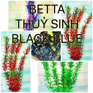 Cây betta thủy sinh black blue - nemo glx - Trang trí hồ cá