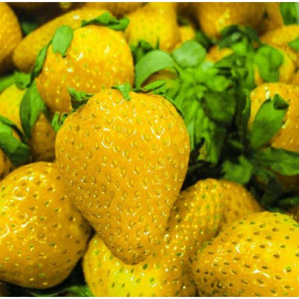 50H - HẠT GIỐNG DÂU TÂY VÀNG