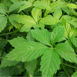 Cây giống Giảo Cổ Lam( chuẩn giống )