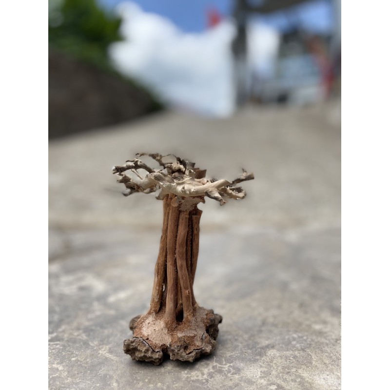 Lũa bonsai rừng bay cao 10cm