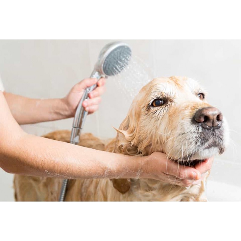 Sữa tắm Bio Derma 200ml cho chó mèo bị ghẻ, viêm da, nấm da