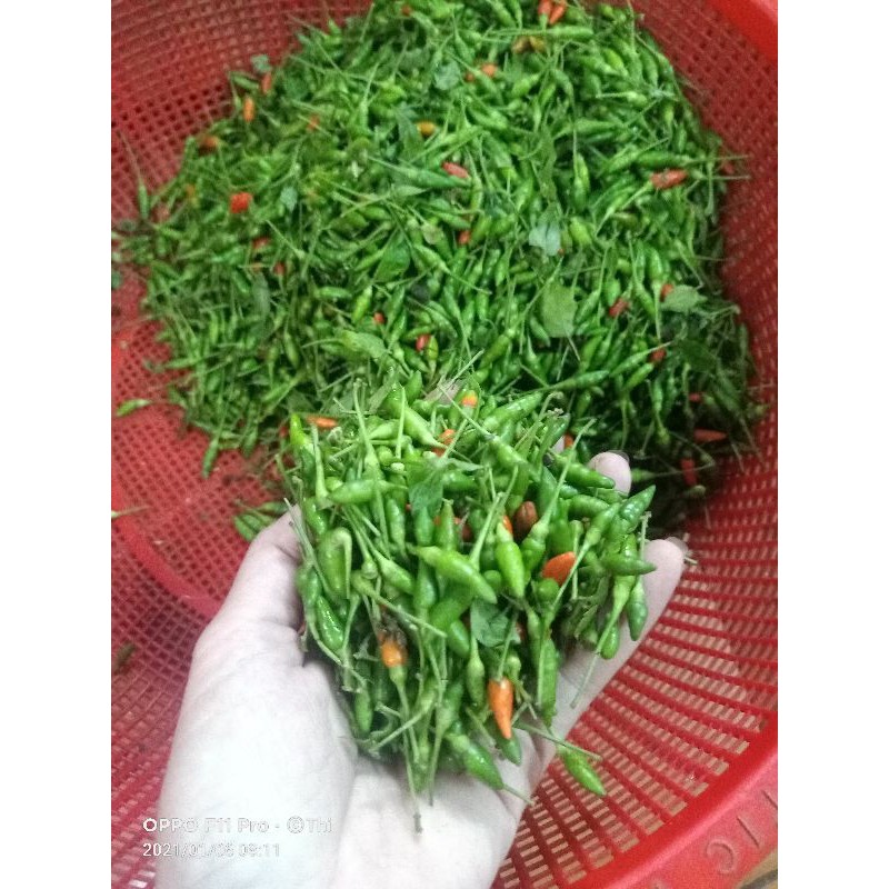Sỉ 5kg ớt xiêm rừng