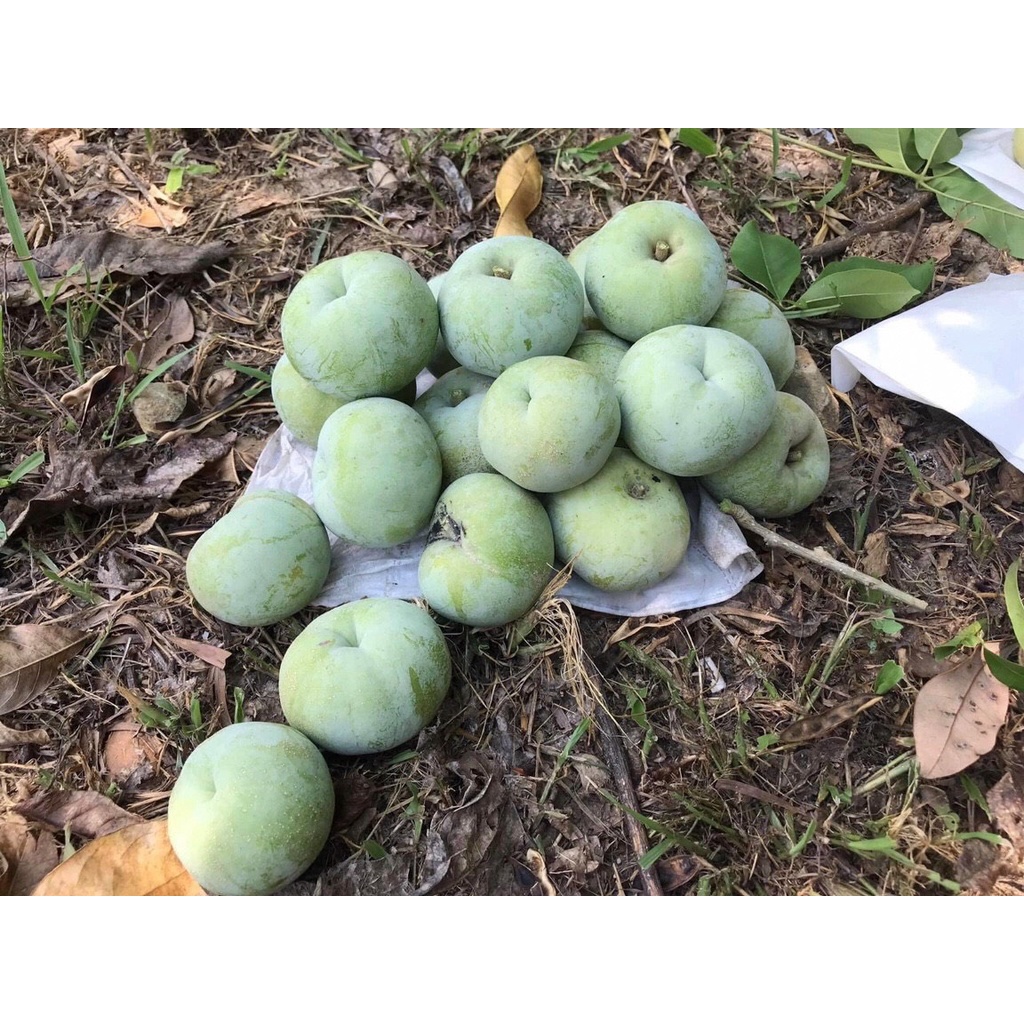 Cây giống bánh kem - White Spote Mexico cao 50-70cm