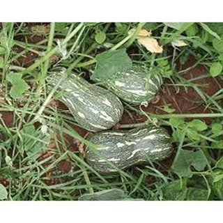 10 Hạt giống bí ngô mật