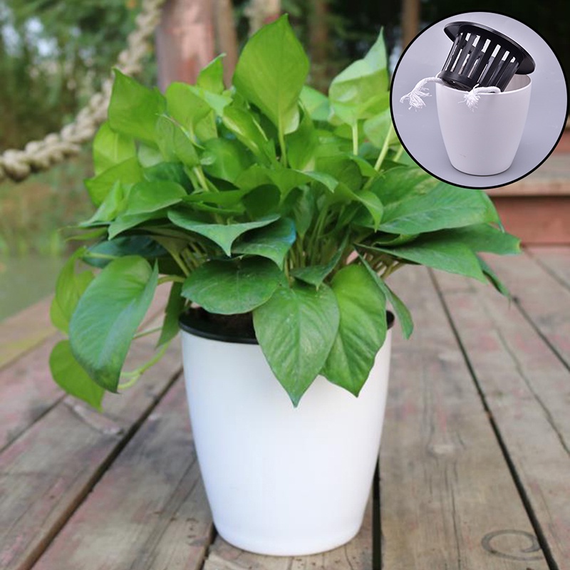 ### Chậu Trồng Cây Tự Động Thấm Hút Nước Tiện Lợi