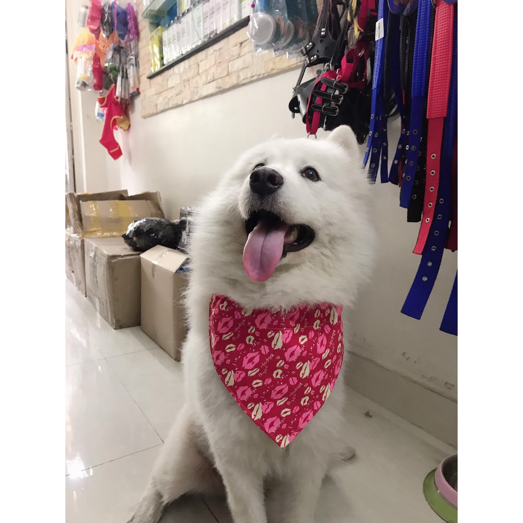 VÒNG CỔ CHO CHÓ CÓ KÈM KHĂN YẾM XUDAPET  - XDP01VCK