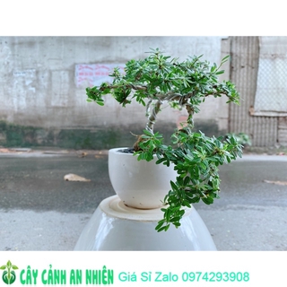 Chậu Cây Linh Sam