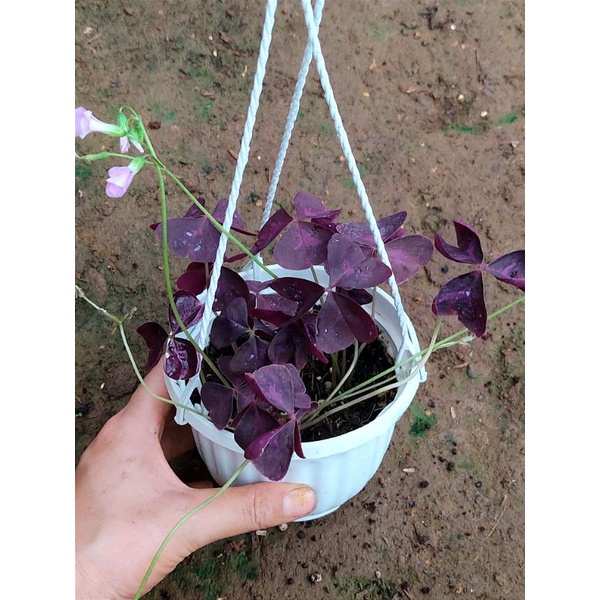 Cây cỏ 3 lá tím cỏ may mắn tím, cây bướm đêm