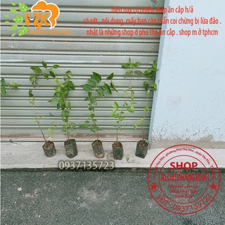 combo 5 cây mai anh đào cây con [ cây giống ]