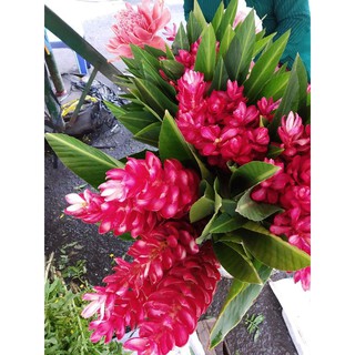 Cây Hoa Hạnh Phúc( hết cây đang hoa)