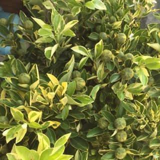 Cây tắt cẩm thạch đang trái nhiều rất thơm