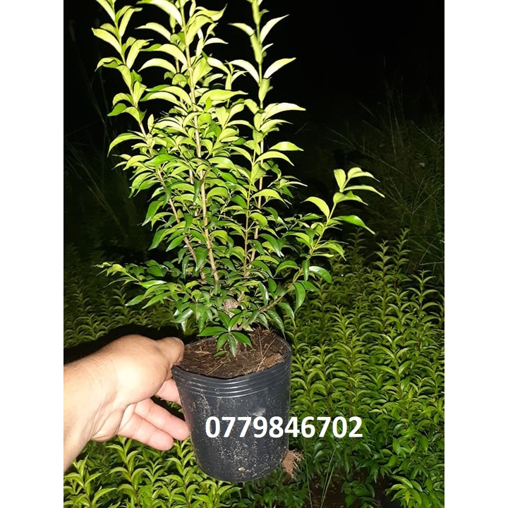 Mai chiếu thủy lá trung