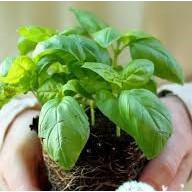 50h Hạt Giống Húng Tây Basil Bụi Lùn 15cm Piccolino