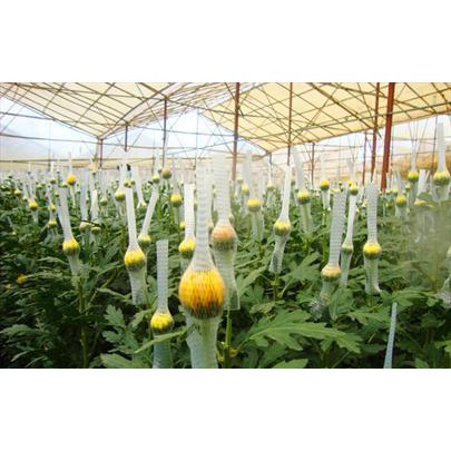 1kg Lưới chụp hoa tươi - lưới hoa ly, hoa hồng, hoa cúc...