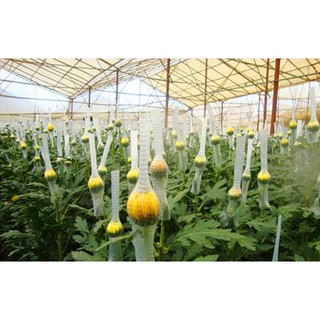1kg Lưới chụp hoa tươi - lưới hoa ly, hoa hồng, hoa cúc...